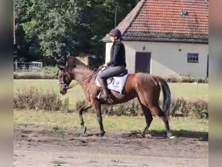 Purosangue irlandese Giumenta 5 Anni 162 cm Baio in Neuenhagen