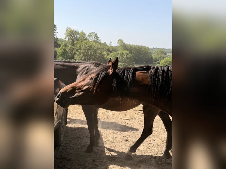 Purosangue irlandese Giumenta 5 Anni 162 cm Baio in Cisai-Saint-Aubin
