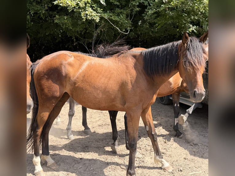 Purosangue irlandese Giumenta 5 Anni 162 cm Baio in Cisai-Saint-Aubin