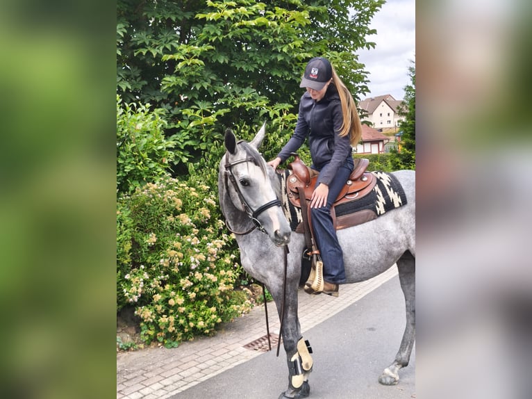 Purosangue irlandese Giumenta 5 Anni 165 cm Grigio in Homberg (Efze)