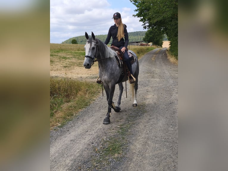Purosangue irlandese Giumenta 5 Anni 165 cm Grigio in Homberg (Efze)