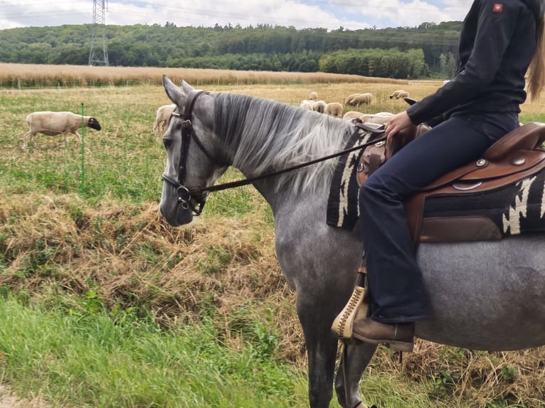 Purosangue irlandese Giumenta 5 Anni 165 cm Grigio in Homberg (Efze)