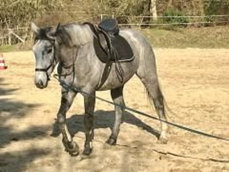 Purosangue irlandese Giumenta 5 Anni 165 cm Grigio in Homberg (Efze)
