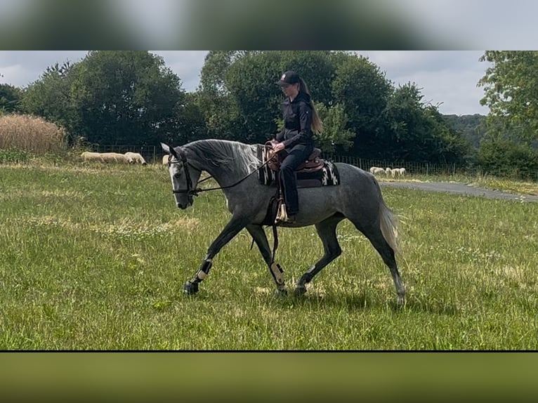 Purosangue irlandese Giumenta 5 Anni 165 cm Grigio in Homberg (Efze)