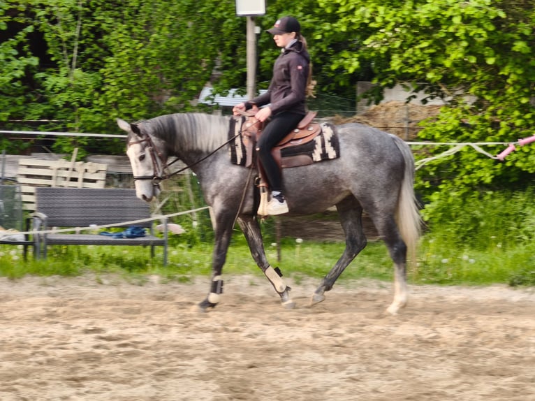 Purosangue irlandese Giumenta 5 Anni 165 cm Grigio in Homberg (Efze)