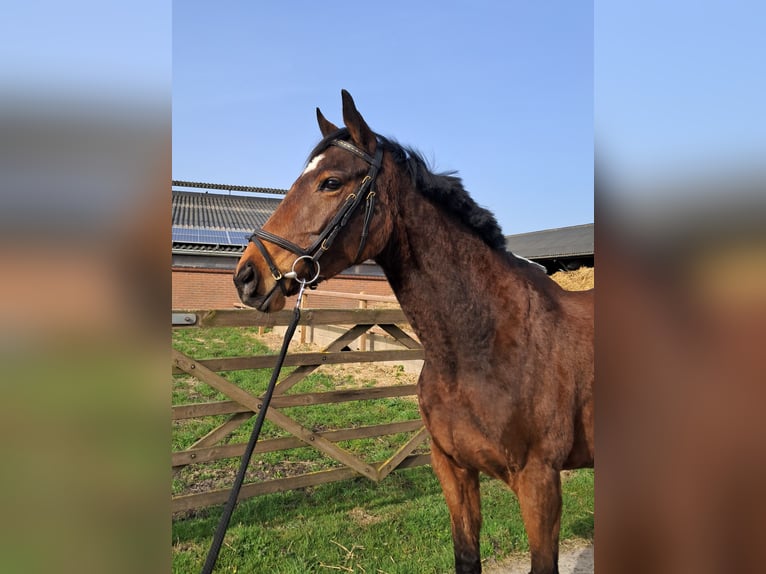 Purosangue irlandese Giumenta 6 Anni 160 cm Baio in Gasselternijveen