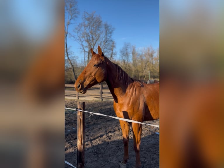 Purosangue irlandese Giumenta 6 Anni 160 cm Sauro in Taucha