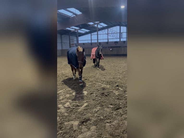 Purosangue irlandese Giumenta 6 Anni 160 cm Sauro in Taucha