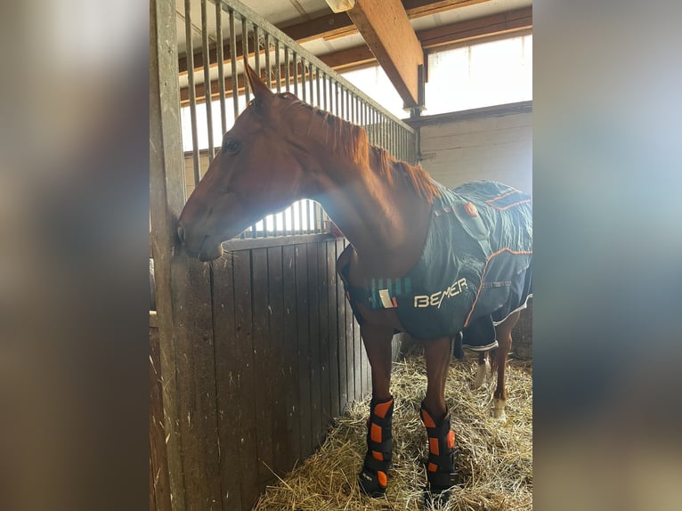Purosangue irlandese Giumenta 6 Anni 160 cm Sauro in Taucha