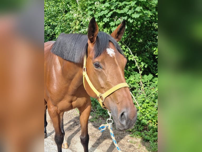 Purosangue irlandese Giumenta 6 Anni 163 cm  in Bätterkinden
