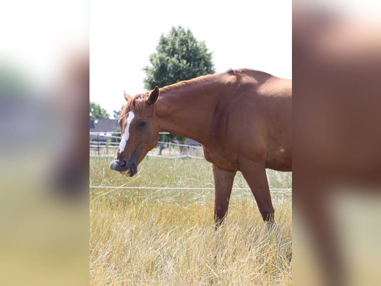 Purosangue irlandese Giumenta 6 Anni 165 cm Sauro in Meerbusch