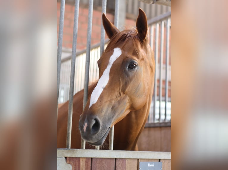 Purosangue irlandese Giumenta 6 Anni 165 cm Sauro in Meerbusch