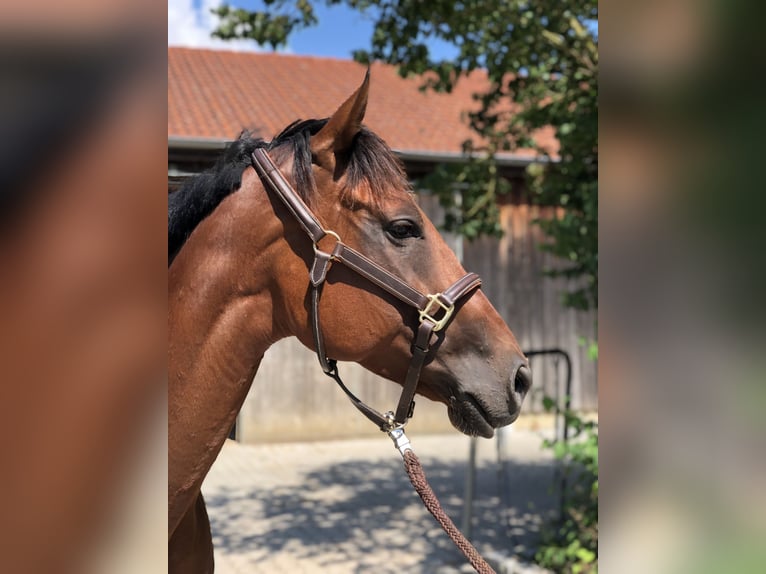 Purosangue irlandese Giumenta 6 Anni 168 cm Baio in Mainbernheim