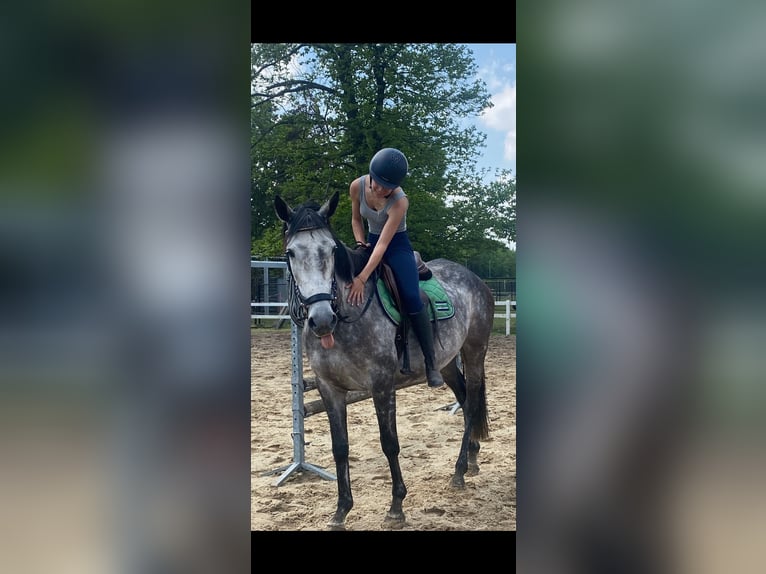 Purosangue irlandese Giumenta 7 Anni 164 cm Grigio in Heusden-ZolderHeusden zolder