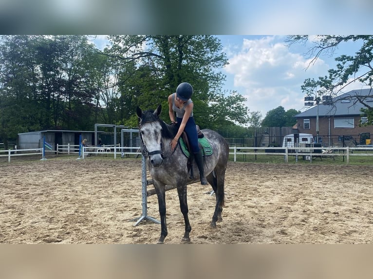 Purosangue irlandese Giumenta 7 Anni 164 cm Grigio in Heusden-ZolderHeusden zolder
