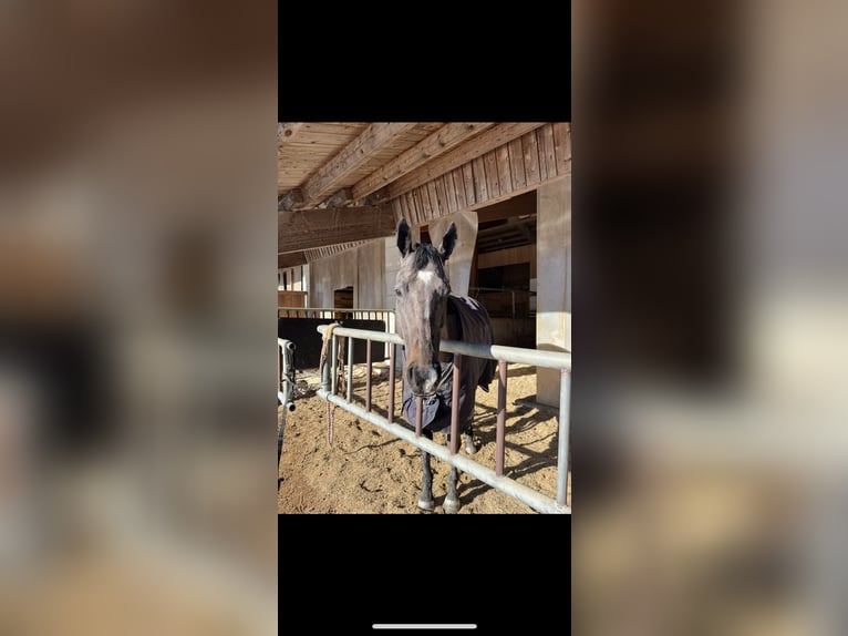 Purosangue irlandese Giumenta 7 Anni 165 cm Morello in Reith bei Seefeldith bei Seefeld