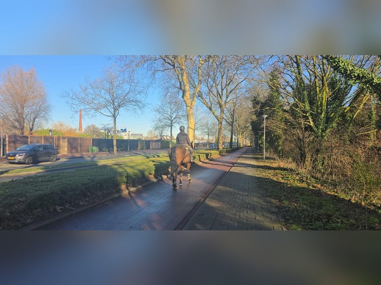 Purosangue irlandese Giumenta 7 Anni Baio in Rotterdam