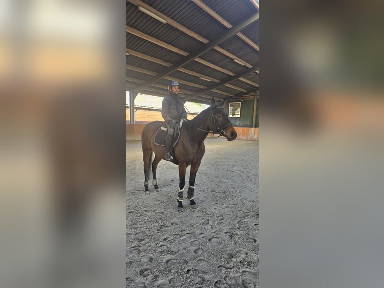 Purosangue irlandese Giumenta 7 Anni Baio in Rotterdam