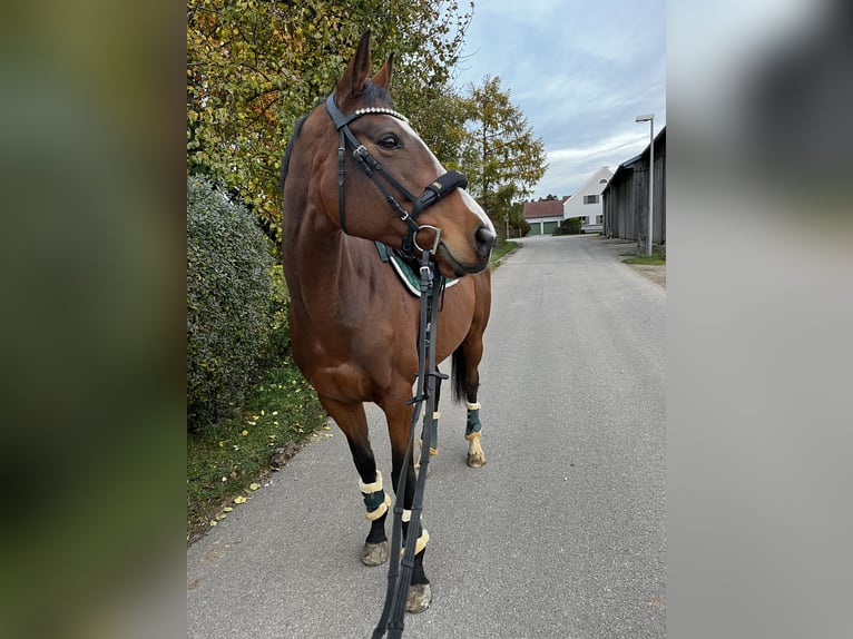 Purosangue irlandese Giumenta 8 Anni 160 cm Baio in Hemau