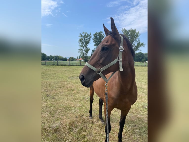 Purosangue irlandese Giumenta 8 Anni 162 cm Baio in Lichtenstein/Sachsen
