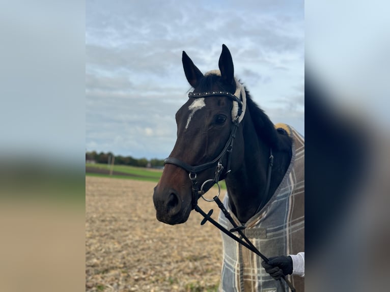 Purosangue irlandese Giumenta 8 Anni 162 cm Baio nero in Nordkirchen