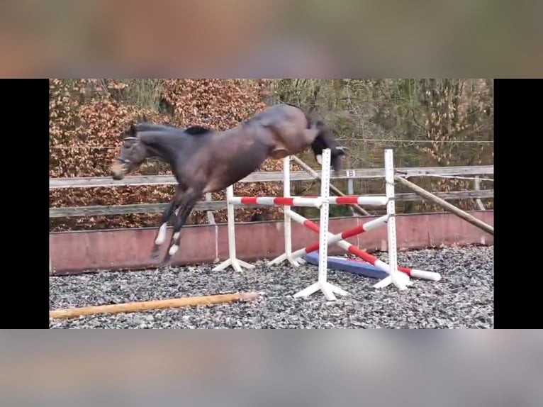 Purosangue irlandese Giumenta 8 Anni 165 cm Baio in Taunusstein