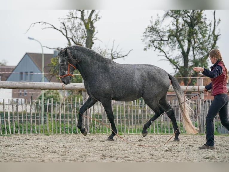 QASPER VOM KAPELLENHOF Berber Stallion Gray-Blue-Tan in Langerwehe