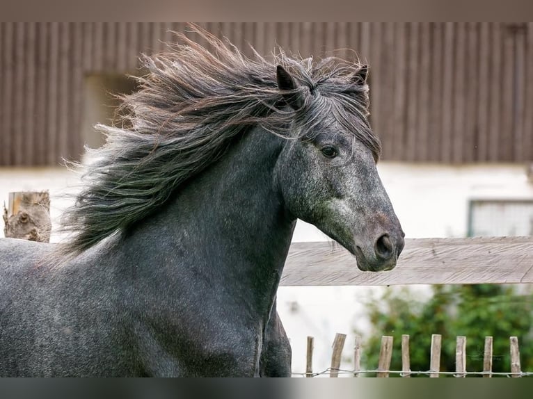 QASPER VOM KAPELLENHOF Berber Stallion Gray-Blue-Tan in Langerwehe