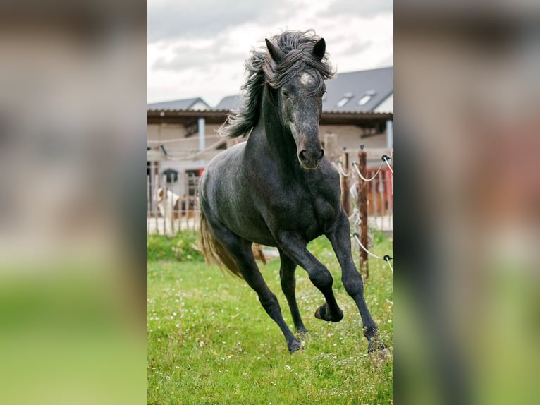 QASPER VOM KAPELLENHOF Berber Stallion Grey-Blue-Tan in Langerwehe