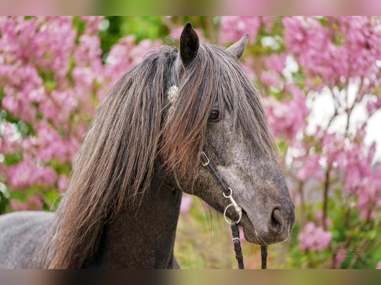 QASPER VOM KAPELLENHOF Berber Stallion Grey-Blue-Tan in Langerwehe