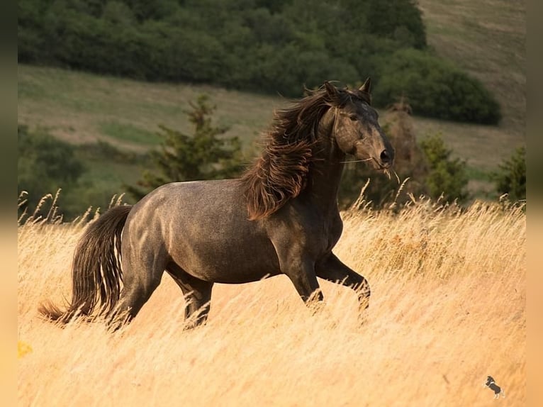 QASPER VOM KAPELLENHOF Berber Stallion Grey-Blue-Tan in Langerwehe
