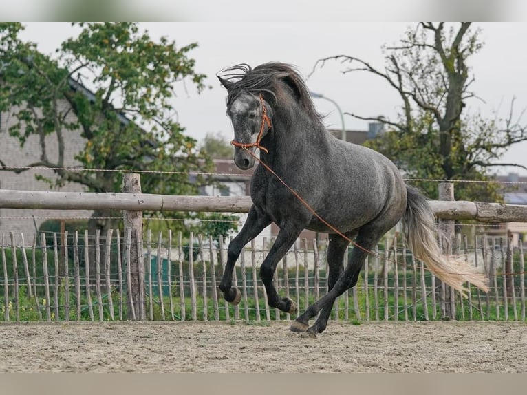 QASPER VOM KAPELLENHOF Berber Stallion Grey-Blue-Tan in Langerwehe
