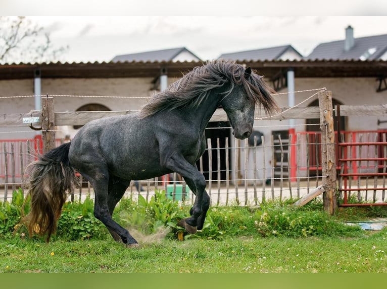 QASPER VOM KAPELLENHOF Berber Stallion Grey-Blue-Tan in Langerwehe