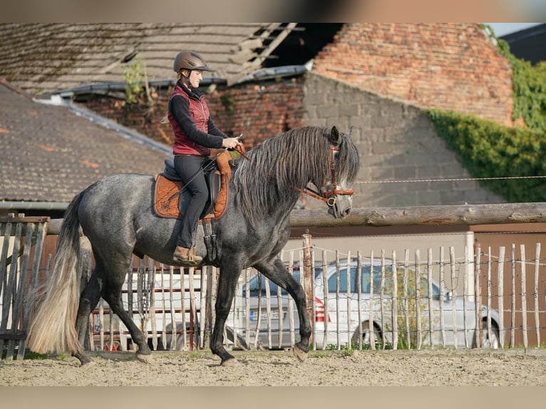 QASPER VOM KAPELLENHOF Berber Stallion Grey-Blue-Tan in Langerwehe