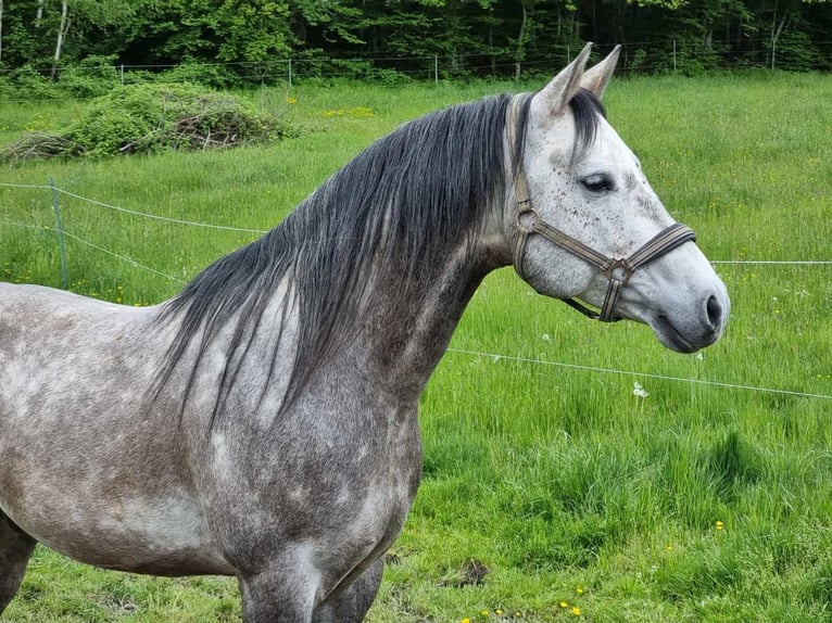 Quarab Caballo castrado 10 años 154 cm Musgo in Auerbach