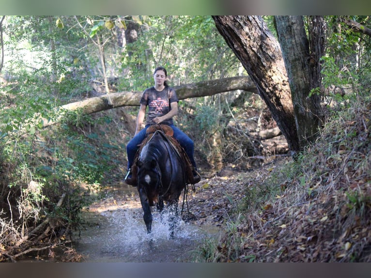 Quarab Caballo castrado 12 años Ruano azulado in Rusk TX