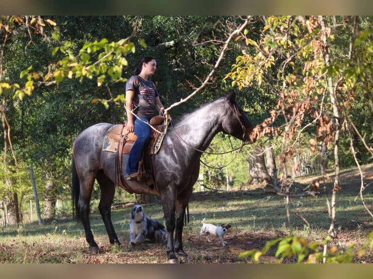 Quarab Caballo castrado 12 años Ruano azulado in Rusk TX