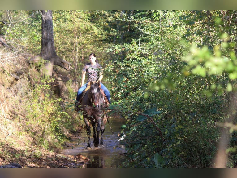 Quarab Caballo castrado 12 años Ruano azulado in Rusk TX