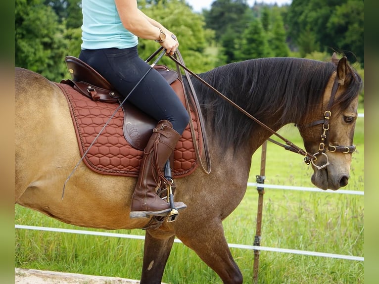 Quarab Caballo castrado 13 años 145 cm Buckskin/Bayo in Adelmannsfelden