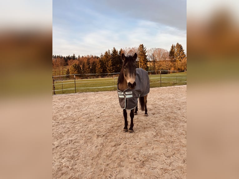 Quarab Caballo castrado 13 años 145 cm Buckskin/Bayo in Adelmannsfelden