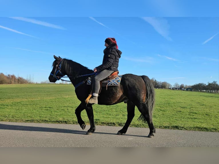 Quarab Mestizo Caballo castrado 13 años 155 cm Castaño oscuro in Linkenbach