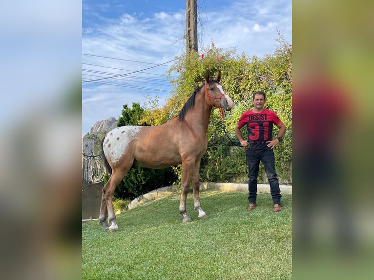 Quarab Caballo castrado 2 años 158 cm Atigrado/Moteado in Porriño, O (Santa Maria)