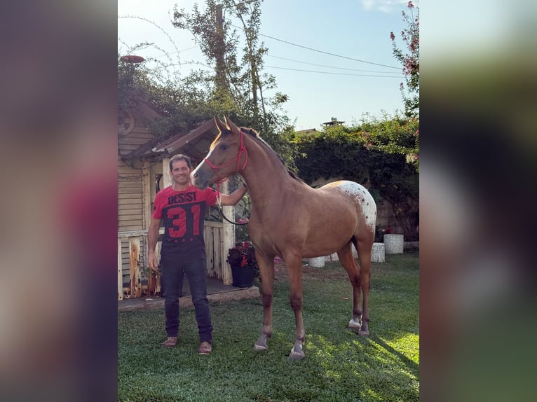 Quarab Caballo castrado 2 años 158 cm Atigrado/Moteado in Porriño, O (Santa Maria)