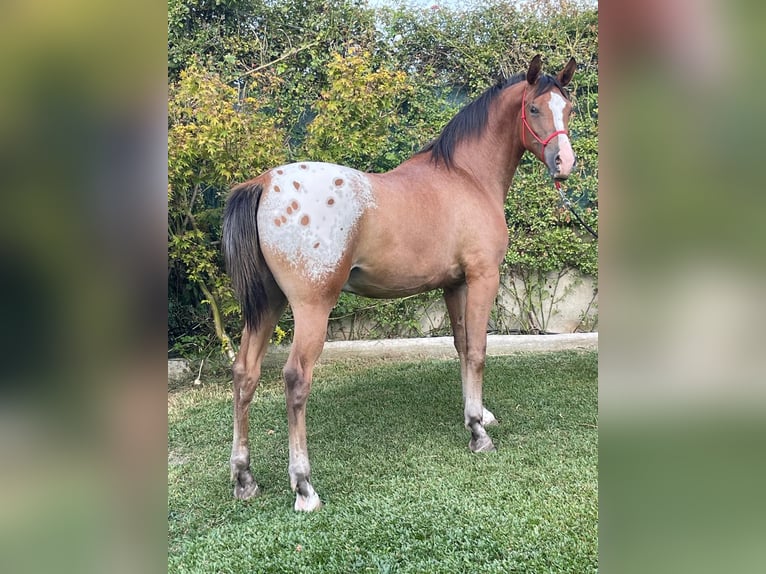 Quarab Caballo castrado 2 años 158 cm Atigrado/Moteado in Porriño, O (Santa Maria)