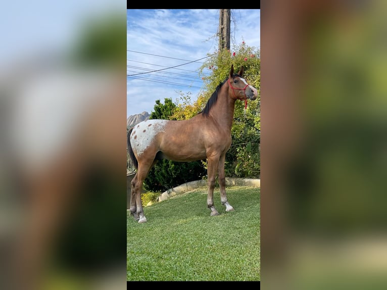 Quarab Caballo castrado 2 años 158 cm Atigrado/Moteado in Porriño, O (Santa Maria)