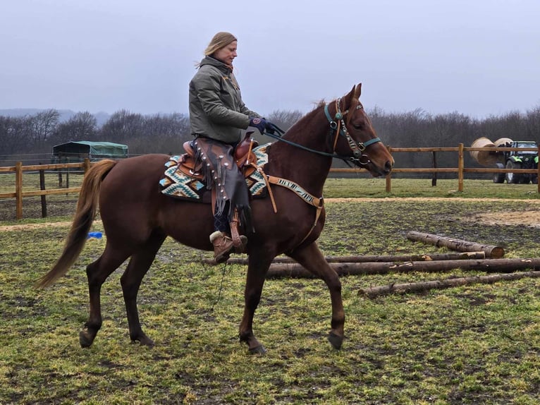 Quarab Caballo castrado 4 años 155 cm Alazán in Linkenbach