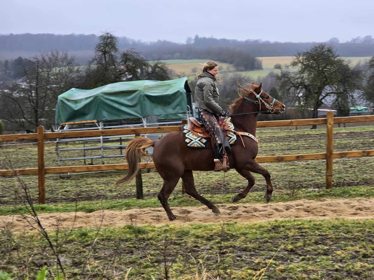 Quarab Caballo castrado 4 años 155 cm Alazán in Linkenbach