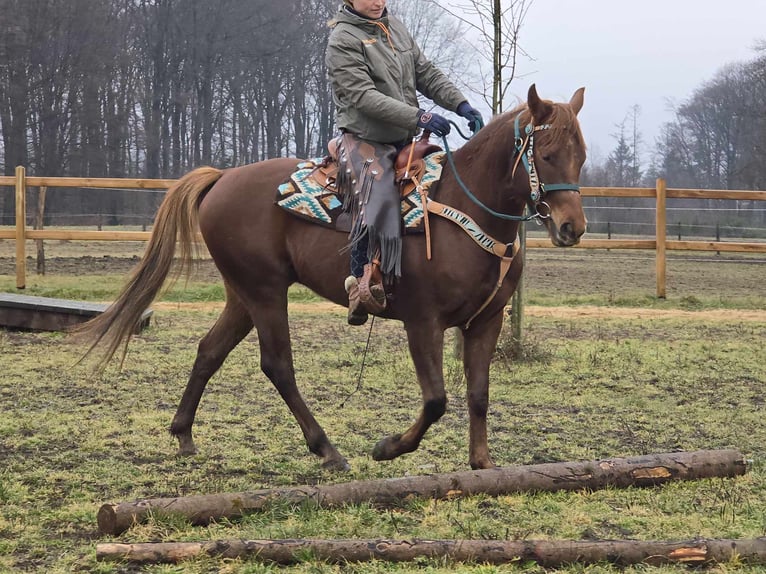 Quarab Caballo castrado 4 años 155 cm Alazán in Linkenbach