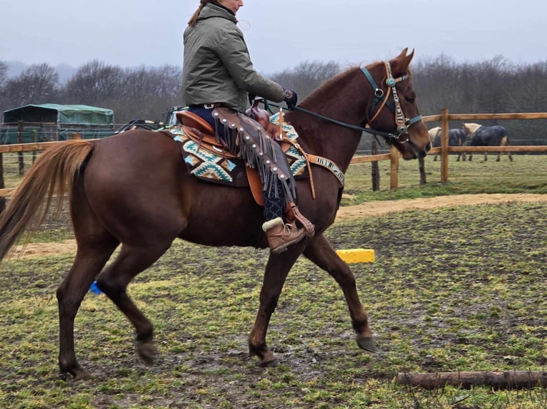 Quarab Caballo castrado 4 años 155 cm Alazán in Linkenbach