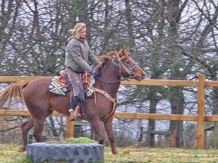 Quarab Caballo castrado 4 años 155 cm Alazán in Linkenbach